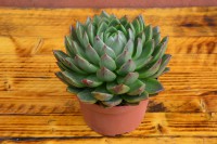 /album/echeveria/dsc0020-3-jpg/